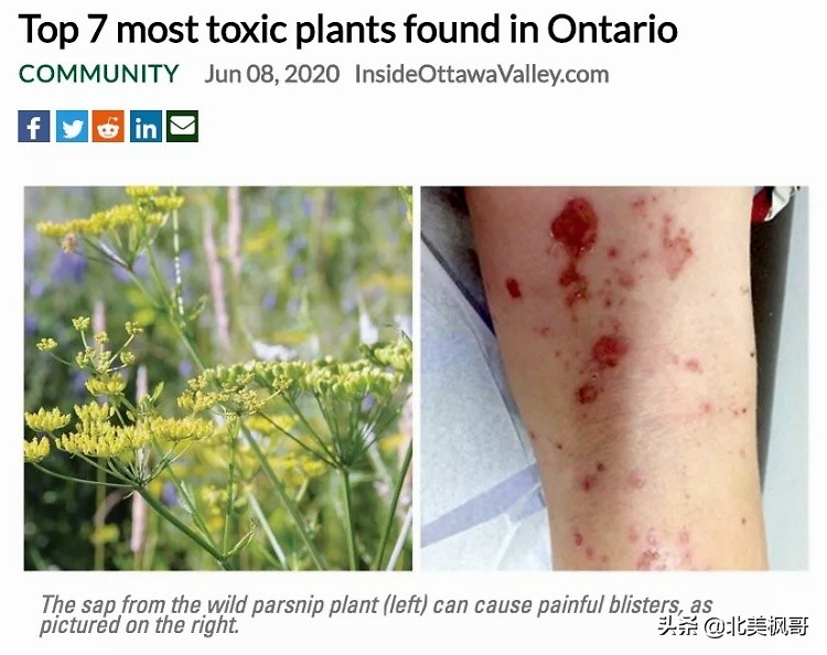 在加拿大最危险的五件事情,加拿大有什么危险动物或昆虫