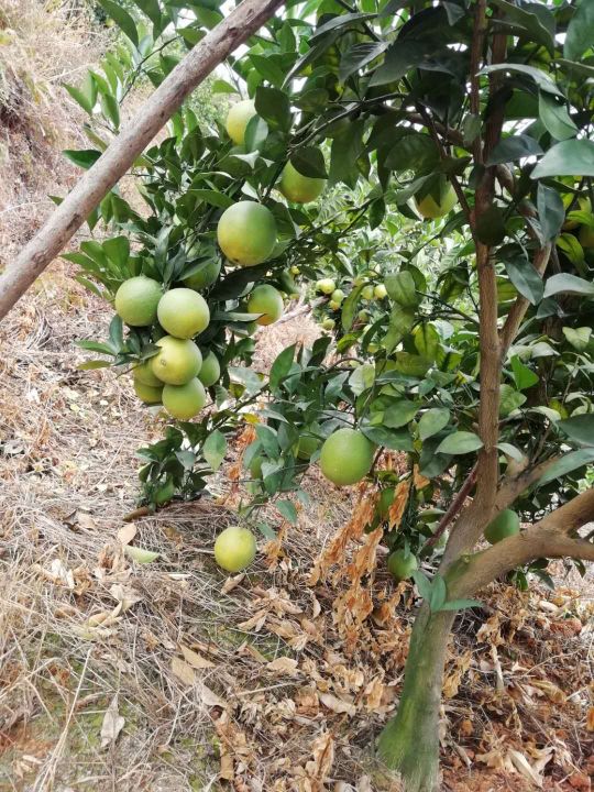 赣南脐橙订购现状,目前赣南脐橙采购价格查询