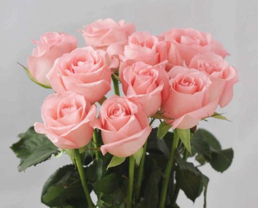 玫瑰花种植视频全过程,玫瑰花种植方法最佳时间