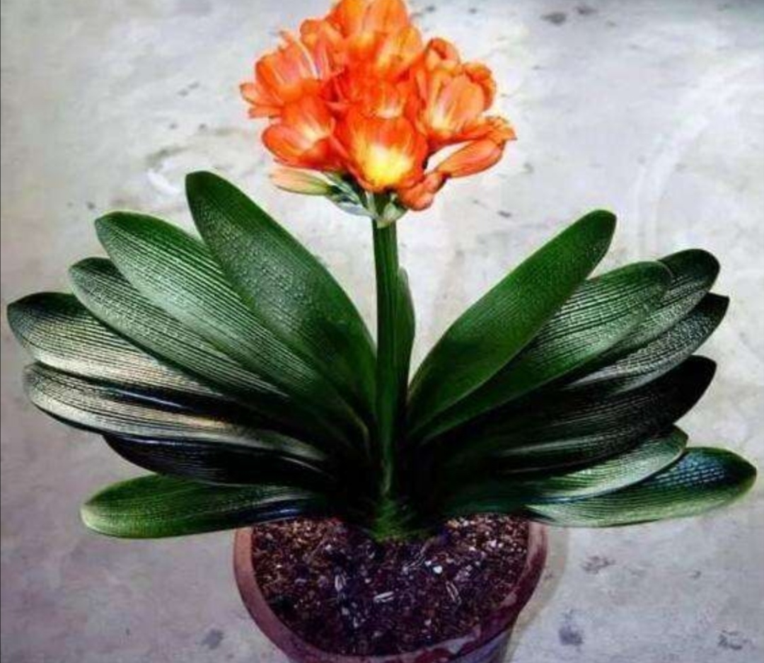 刚买的君子兰怎样换盆,刚买的君子兰可以换盆吗