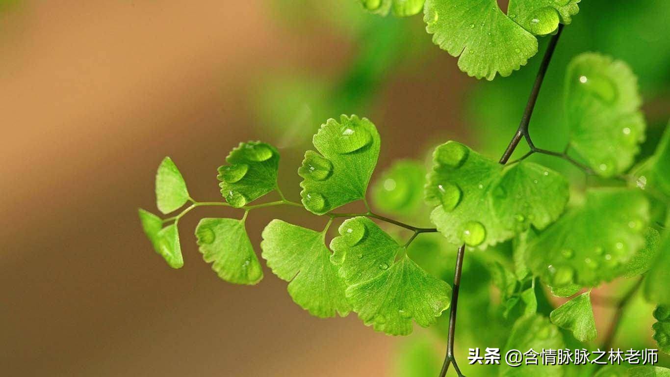 家里植物长得不好有什么说法,家里什么植物都养不好是什么原因