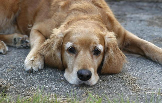 狗狗在什么情况下会有寄生虫,狗狗体内有寄生虫会出现哪些症状
