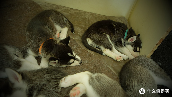 一次创世纪的生活体验—记哈士奇当妈妈