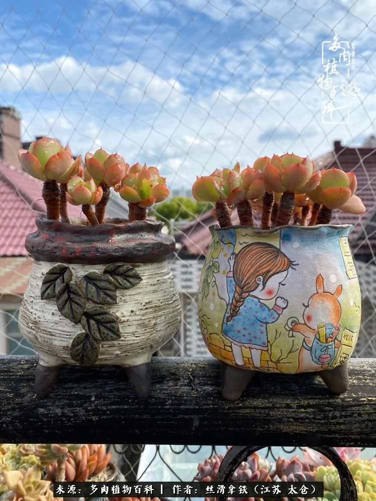 初秋的多肉,初春的多肉开始展现美颜了
