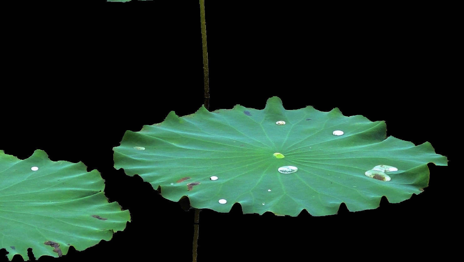 冥想的含义和作用,冥想的目的意义和可行性