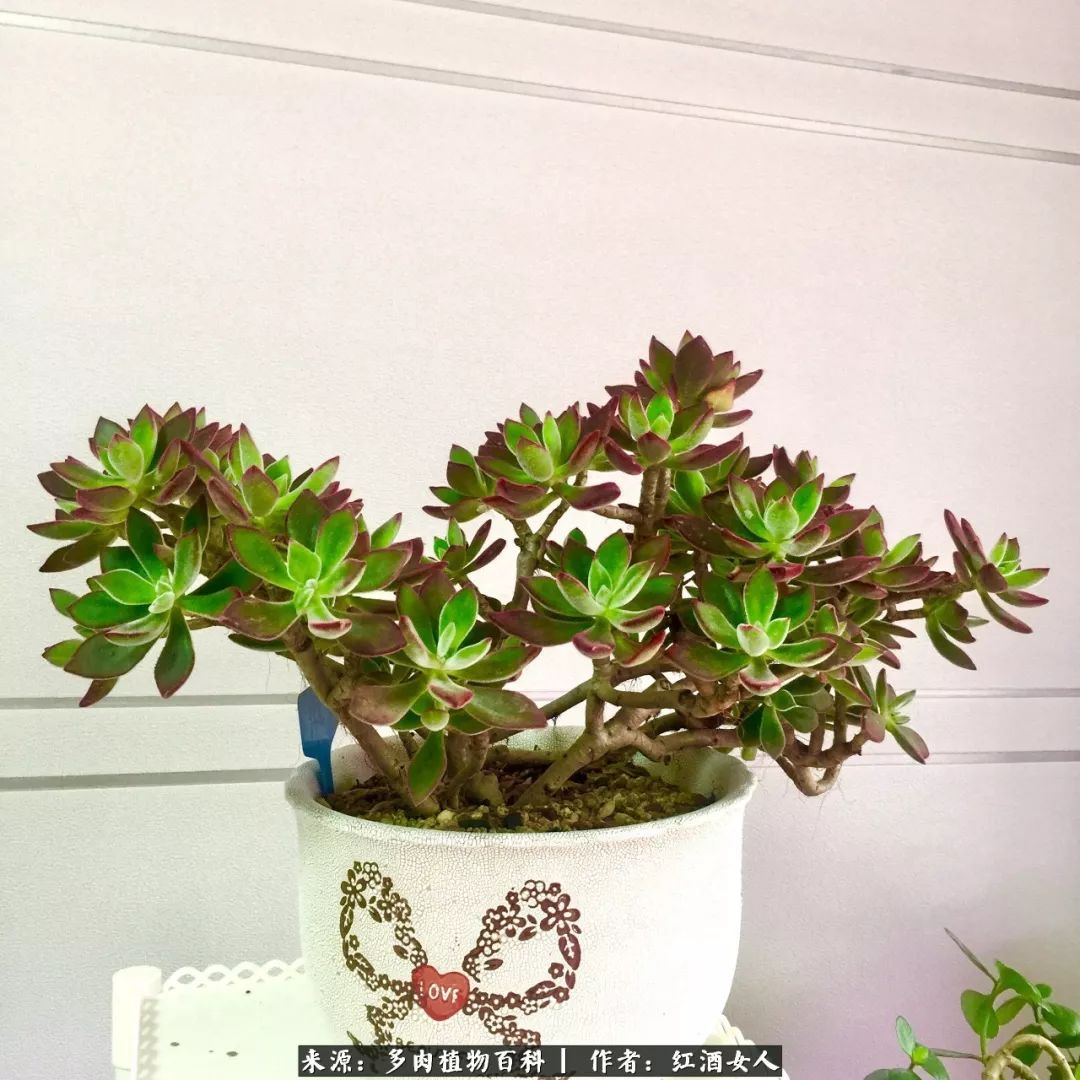 记录走过的美景留下美好的回忆,记录走过的每一段美好时光