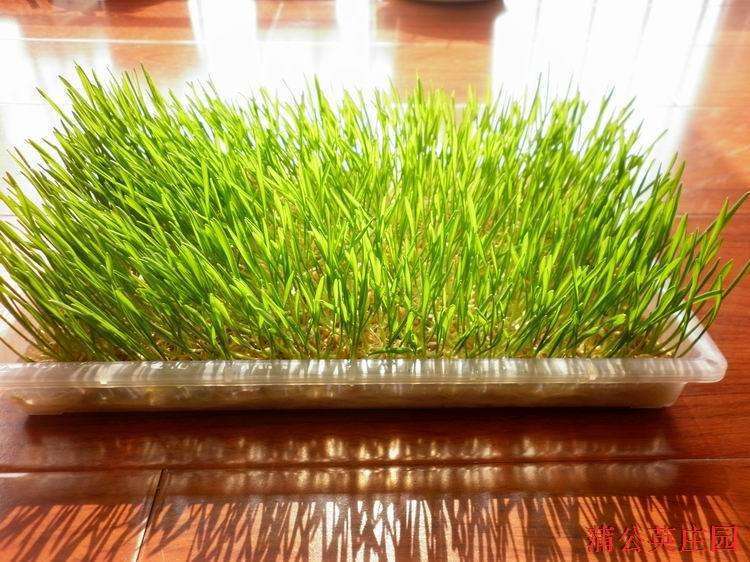 豆芽不用买,豆芽菜不带芽能不能吃