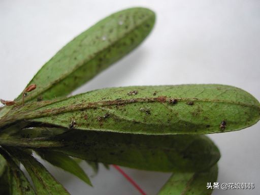 杜鹃花病虫危害大解决措施,杜鹃花有红蜘蛛病虫害图片
