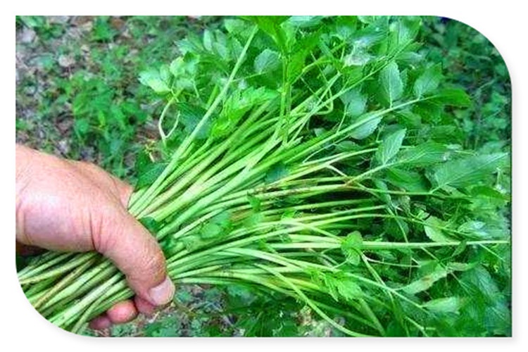 返乡创业有哪些好的项目可以考虑,适合农村人的创业小项目推荐