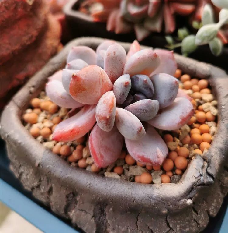 养多肉的人生感悟,人生如同养花