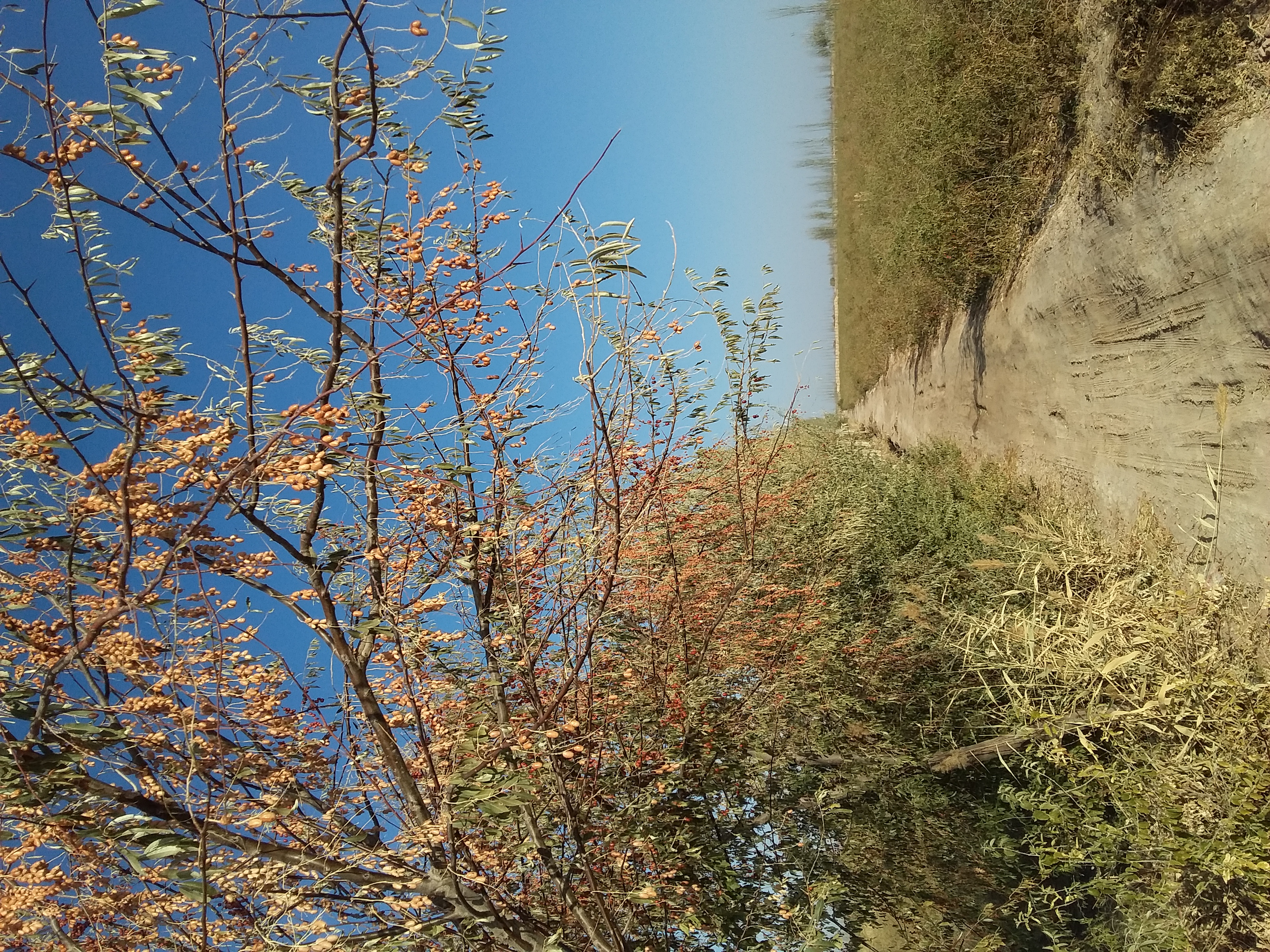 乡村振兴致富带头人政策作用,新农村致富好项目