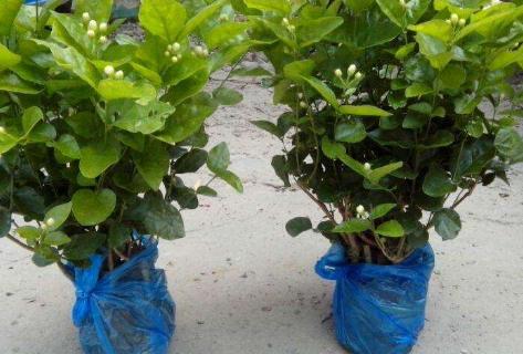 茉莉花过冬的最佳方法,茉莉花过冬枝芽全部枯萎后怎么办