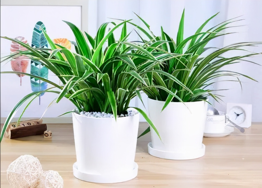 吊兰喜光和喜阴有什么区别,吊兰喜阴还是喜阳如何养护