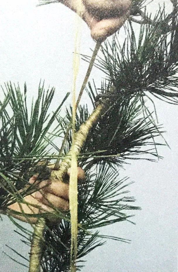 十年之前,它只是一棵黑松枝条;十年之后,作者开价十二万!