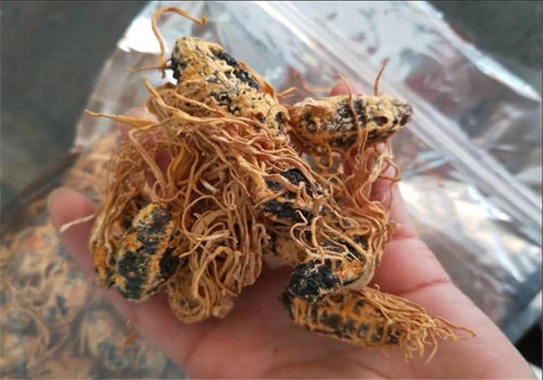 蛹虫草人工种植好种吗,蛹虫草的培育技术与管理