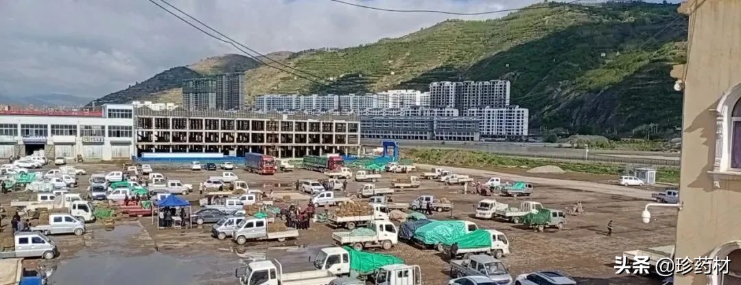 药材市场今日观察第五期,药材市场每日观察二十四期