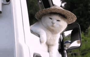 猫咪耳螨和猫癣的预警,辟谣猫咪寄生虫