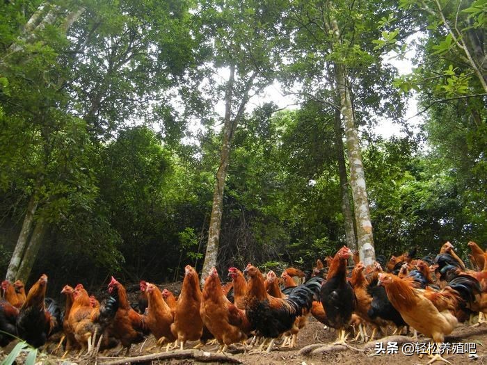 常见鸡病治疗大全,细说鸡的常见病和治疗方法