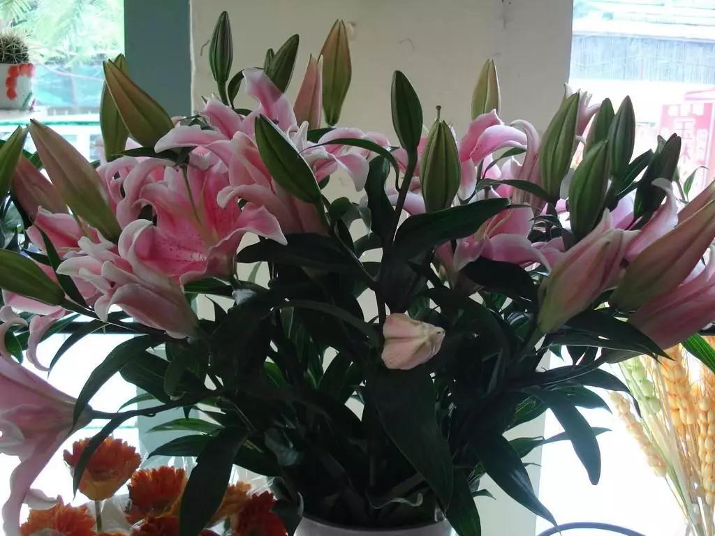 冬季养百合的养殖方法和注意事项,如何让水养百合尽快开花