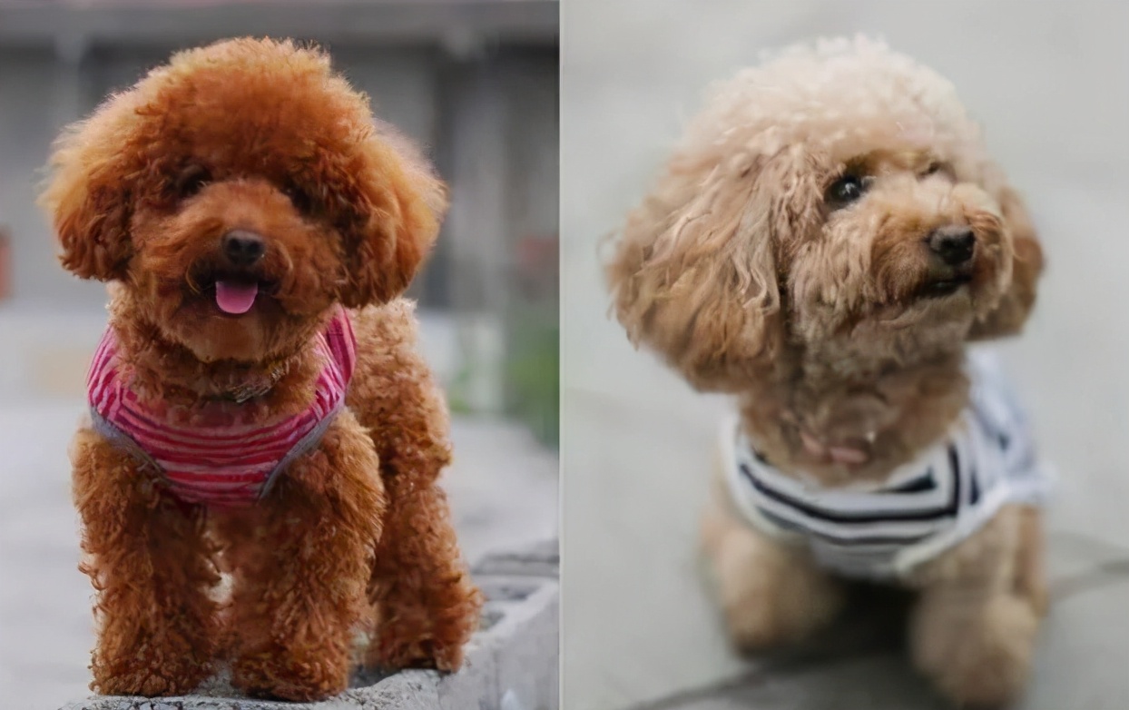 泰迪犬毛褪色怎么办,泰迪狗褪色是怎么回事