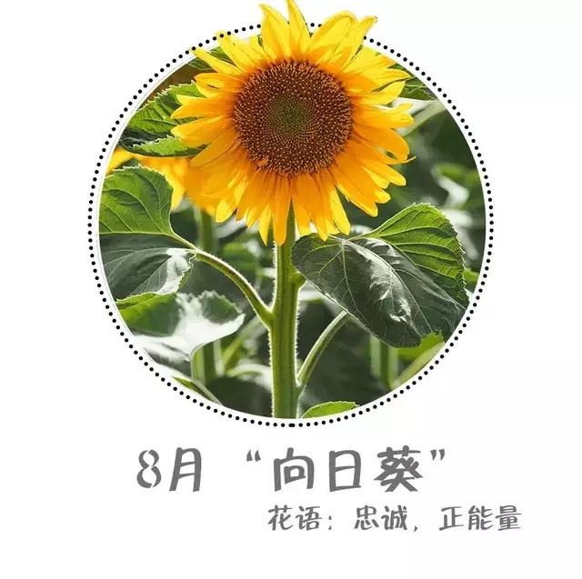 魔都四月赏花,魔都春季赏花好地方