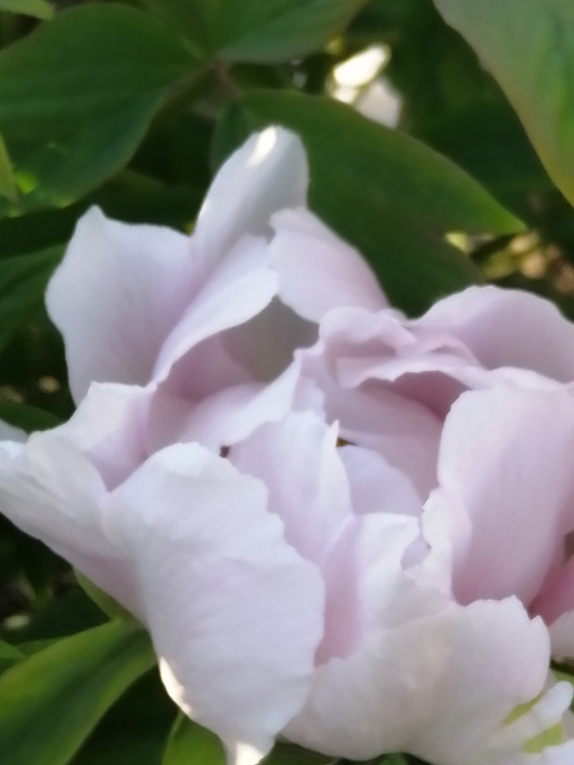 祭天堂的父母,祭天堂的父亲母亲