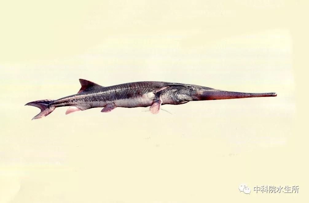 生活在长江的特有珍稀动物是什么,贴近长江的珍稀动物