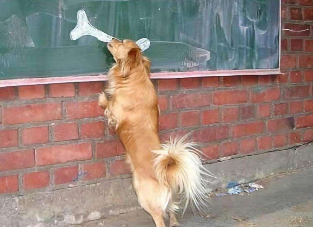 辟谣，狗狗也会腰椎盘突出，不合理运动伤害大，注意三点正确护理