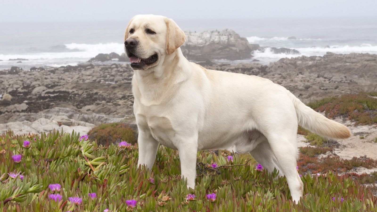 养狗狗新手必备拉布拉多,第一次养狗拉布拉多需要准备什么