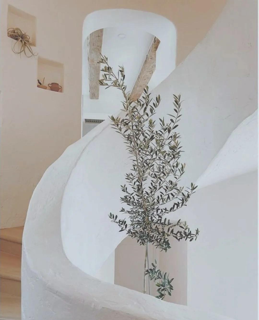 ins十大网红绿植,ins网红绿植大全