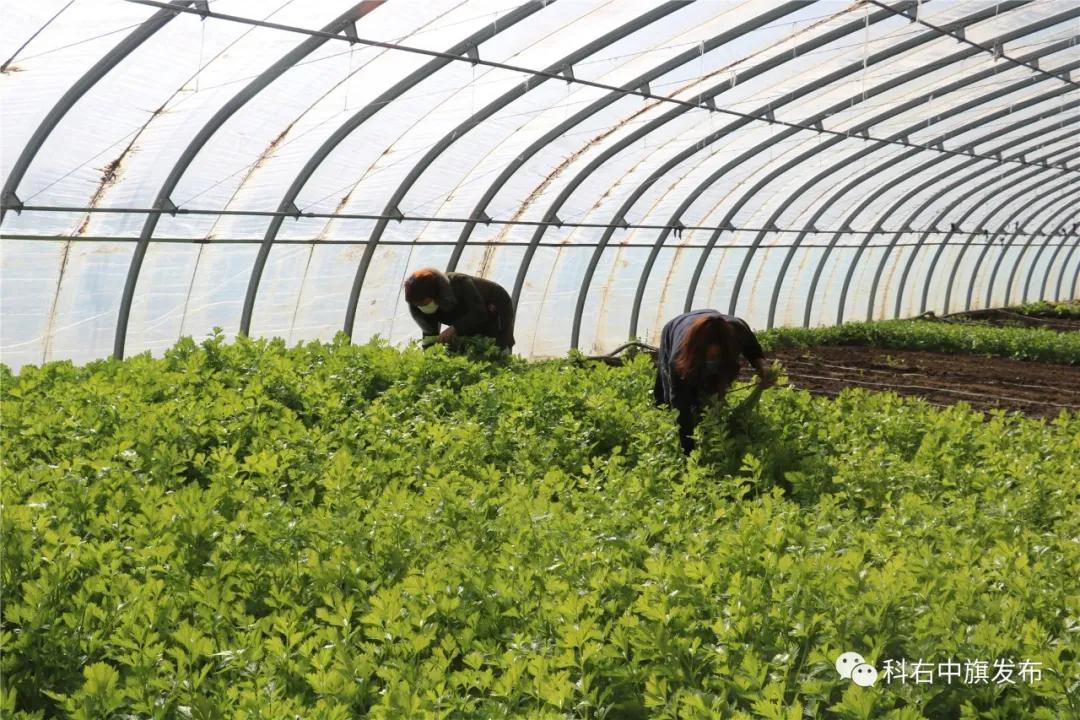 【众志成城•战疫情保六稳】科右中旗：不误农时不负春保障农业开好篇​