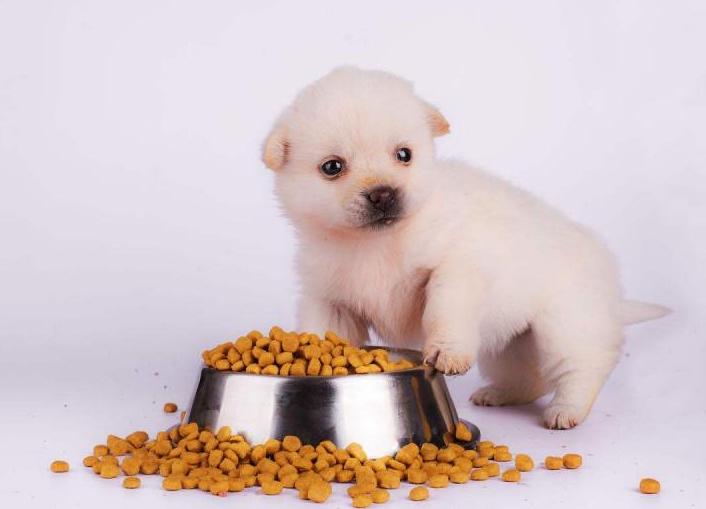 治疗抑郁的五种狗狗,狗狗抑郁怎么治疗最快最有效