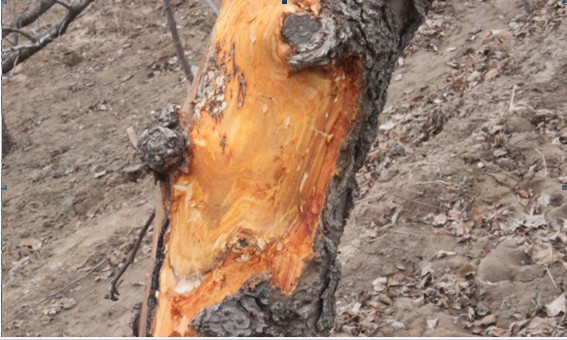 果树的癌症——苹果树腐烂病如何解决?果农朋友值得一看