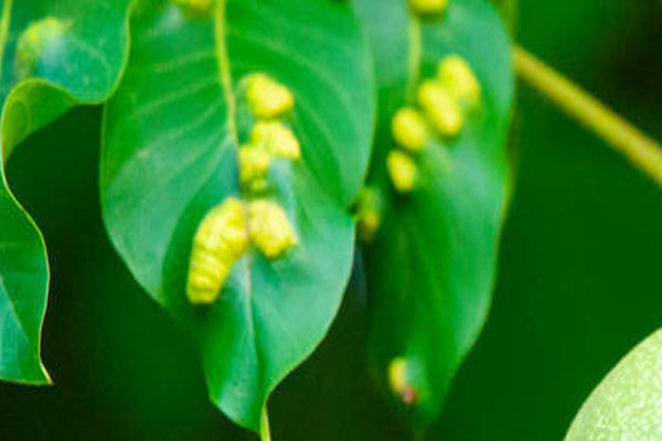 核桃叶上的虫子图片,核桃的虫害