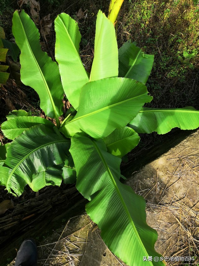 芭蕉树和香蕉树的图片大全,香蕉芭蕉树长什么样