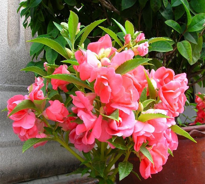 野生眼镜王蛇与养殖眼镜王蛇,有什么草防蛇