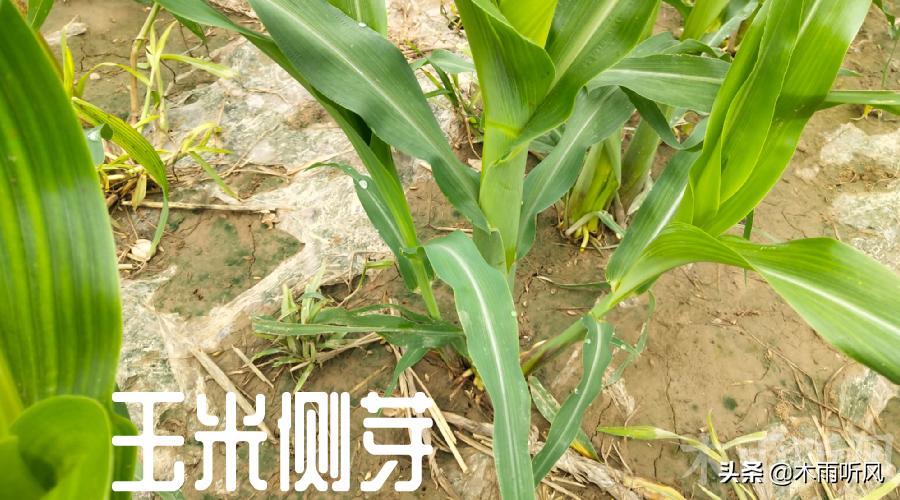 玉米长芽子了怎么处理,玉米长分枝是什么原因