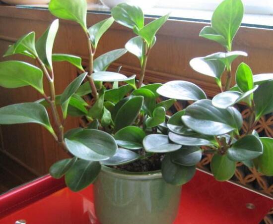 碧玉开花怎么修剪,碧玉花怎样修剪