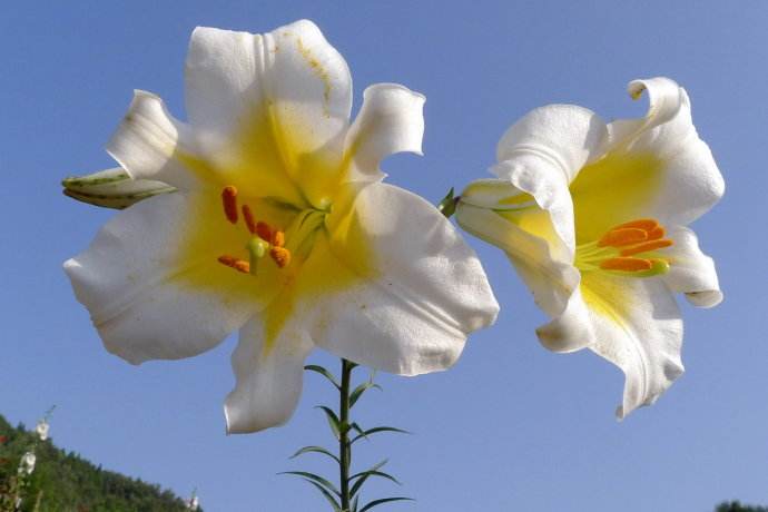 对百合花喜爱的句子,喜爱百合花的心情说说