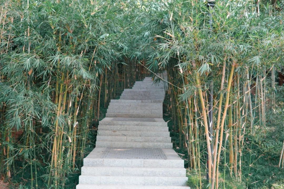 人少还免门票！深圳这片5000000㎡新公园美翻了，“神仙花谷”