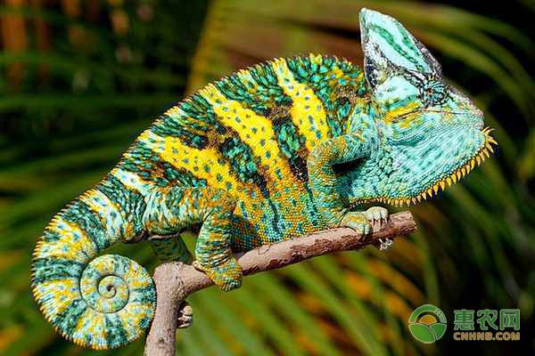 新手养蜥蜴选哪种蜥蜴好呢,三角蜥蜴的生活习性和特异功能