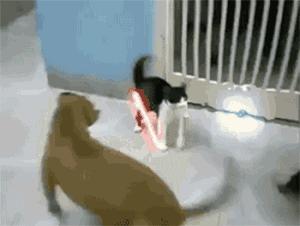 少林功夫搞笑视频老电影,少林功夫停车gif