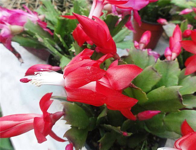 蟹爪兰和螃蟹爪一样吗,蟹爪兰叶子细长