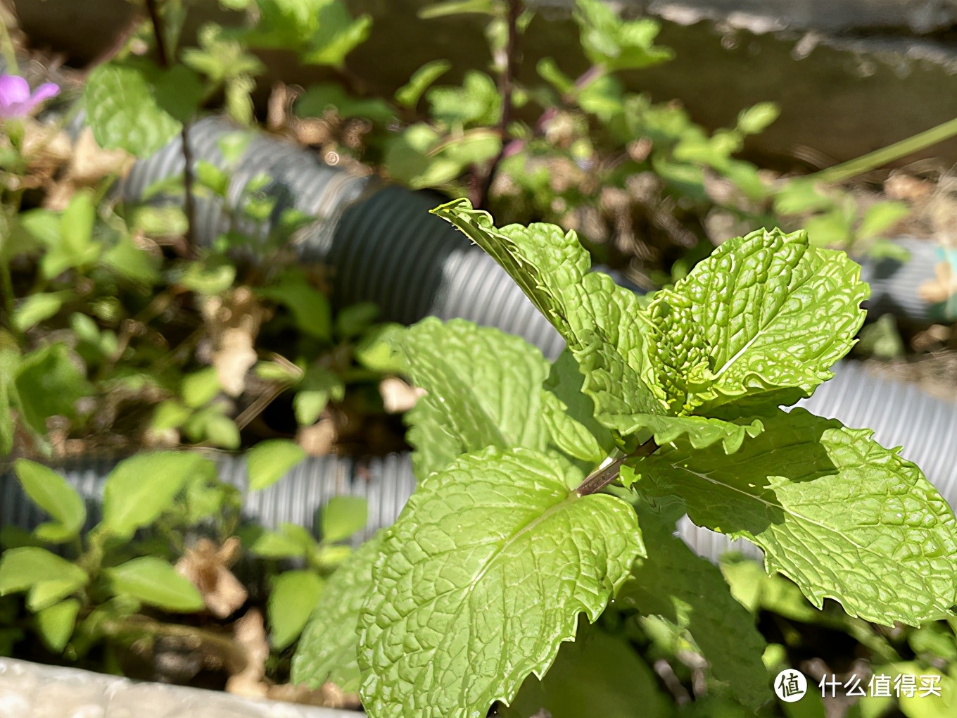 苹果iphone12pro缺点,苹果12promax缺点有哪些