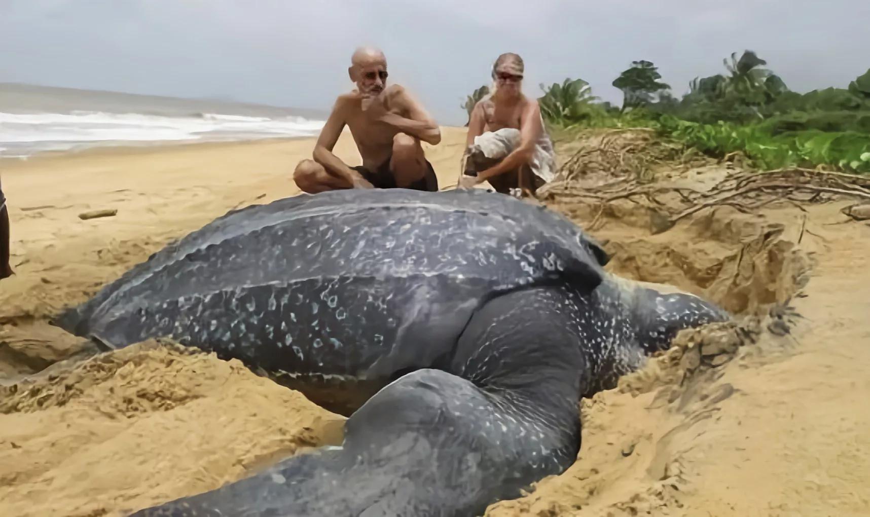 1965年的黄河巨龟到底长什么样,1965年黄河巨龟事件的视频