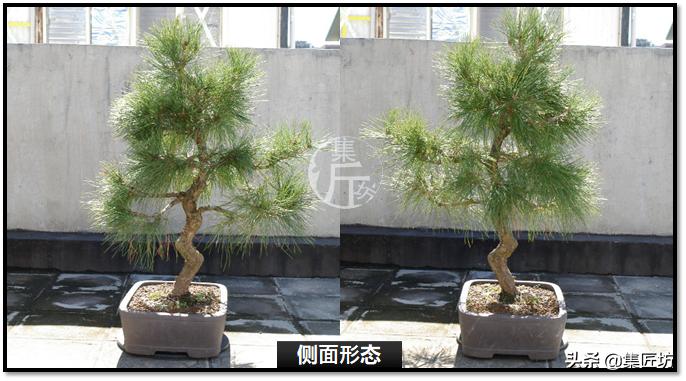 黑松盆景快速成型技术 (怎么让黑松盆景增粗变老不长高)