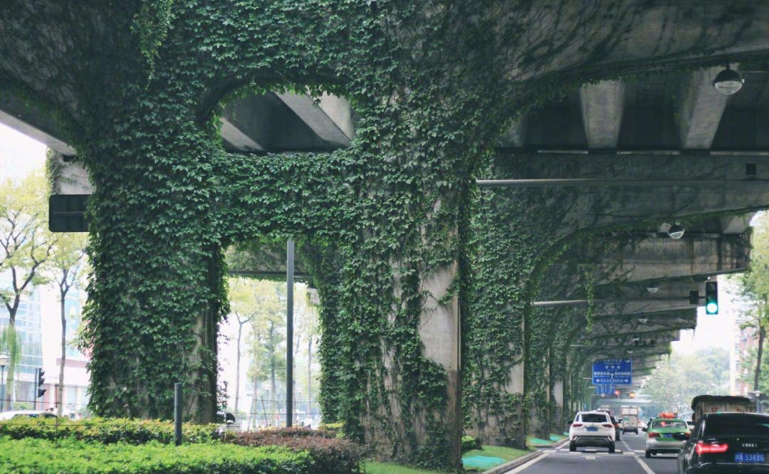 高架桥上为什么只种爬山虎,为啥高架桥要种满爬山虎