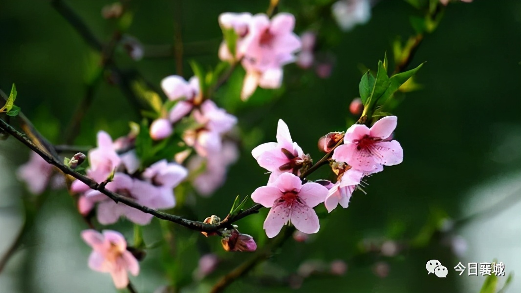 移民多年回到中国的感受,移民这十年淅川