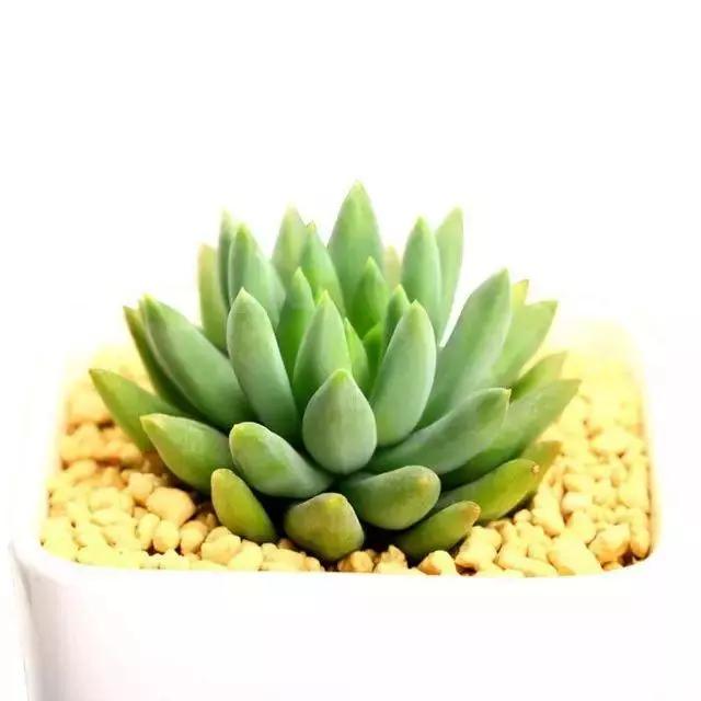 容易爆盆又好养的多肉你值得拥有,容易养好养活而且便宜的多肉