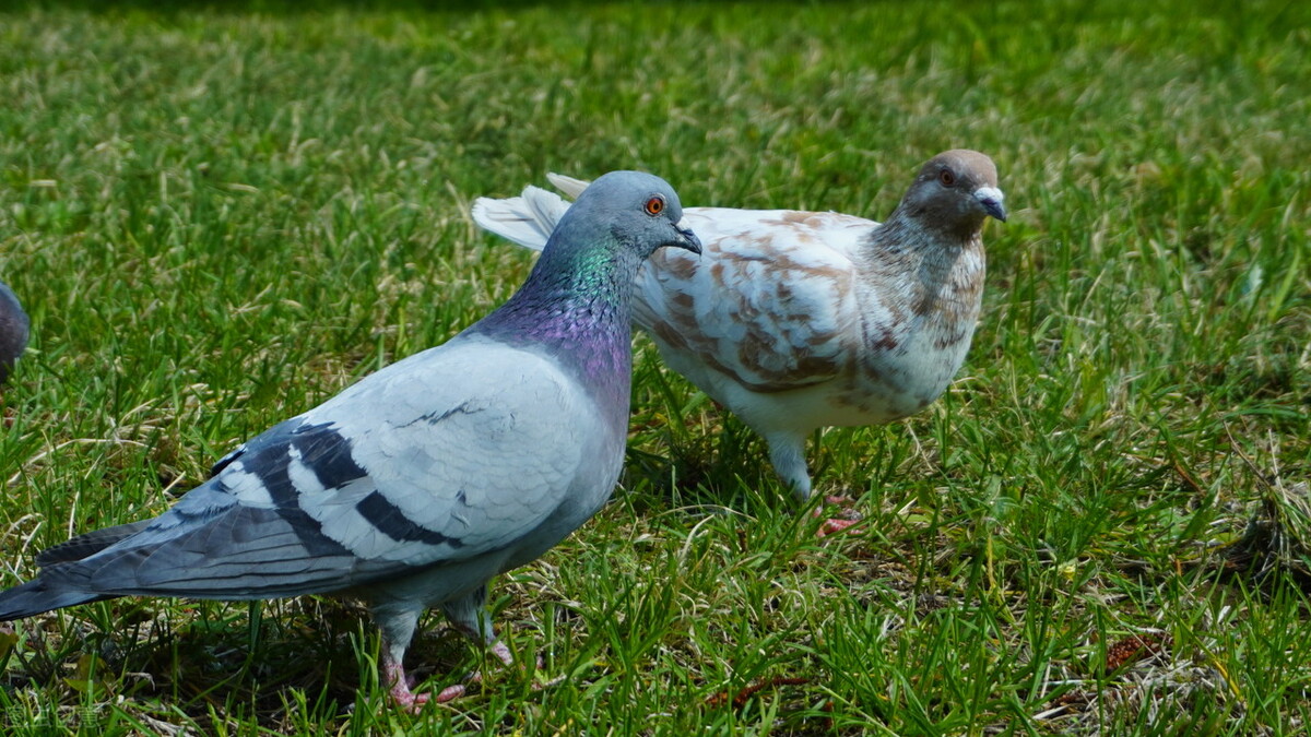 鸽子拉稀便不吃食怎么治,鸽子拉稀拉绿屎怎么治